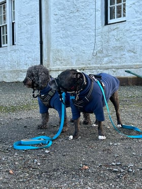 Comfy, great value, dogs love them