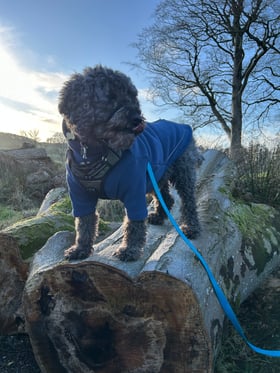 Comfy, great value, dogs love them