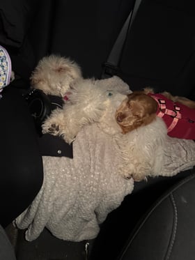 Perfect - really affordable & great quality!