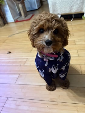 Practical & Stylish !