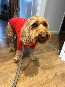 Fabulous fit  dog fleece coat