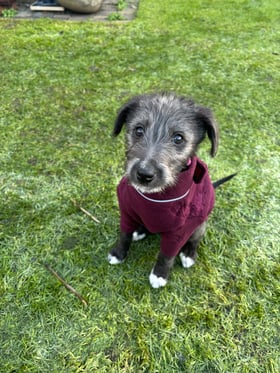 Fantastic Little Coat