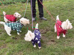 Patterned Dog Raincoats