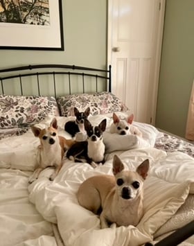 Excellent! Sadly always sold out in Olive colour!